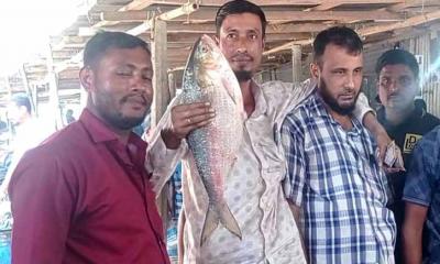 আড়াই কেজি ওজনের ইলিশ নিলামে ৯ হাজার ২০০ টাকায় বিক্রি