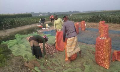 পদ্মার চরে পেঁয়াজের বাম্পার ফলনেও চাষির মুখে হতাশা