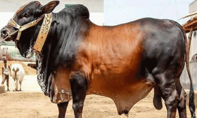 কোরবানির হাটে গরু সংকটের আশঙ্কা