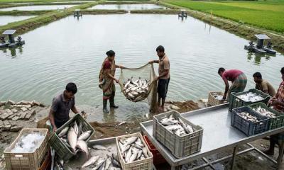 ২ কোটি ৯০ লাখ টাকার মাছ ছাড়তে ব্যয় ৪৫ কোটি