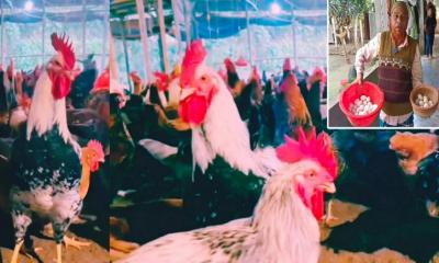 ইউটিউব দেখে দেশি মুরগির খামার গড়ে স্বাবলম্বী আজিজ