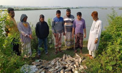 বিএনপির মনোনয়নবঞ্চিত প্রার্থীর স্বজনদের বাড়িতে হামলা, পুকুরে বিষ