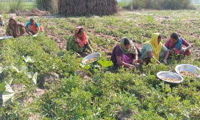 আগাম আলু চাষে বিপর্যয়, হতাশ চাষীরা