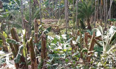  কলা গাছের সাথে এ কেমন শক্রতা