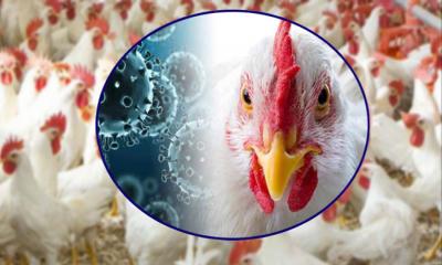 ব্রয়লার মুরগিতে বিপদজনক ‘সুপারবাগ’, মানুষ কতটা নিরাপদ?