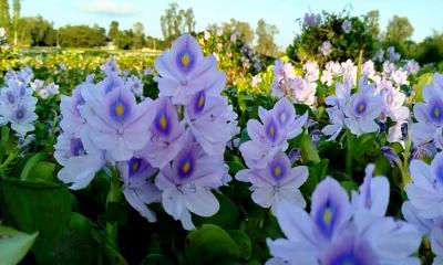 গ্রামীণ সৌন্দর্যের প্রতীক হয়ে ফুটেছে কচুরিপানা ফুল