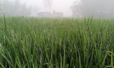 উত্তরবঙ্গে ছড়াচ্ছে শীতের ছোঁয়া