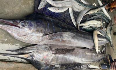 কুয়াকাটা উপকূলে ধরা পড়ল বিরল দুইটি সেইল ফিশ