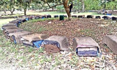 ঈশ্বরদীতে ‘মধু বিপ্লব’, উৎপাদনেও রেকর্ড