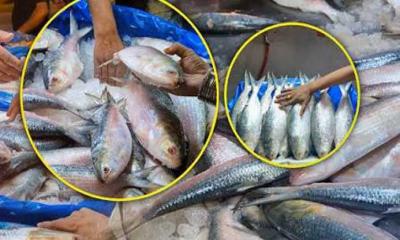 ভারত থেকে বাংলাদেশে বিপুল পরিমাণের ইলিশ আমদানির রহস্য