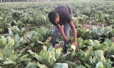 আগাম কপি চাষে নীলফামারীর কৃষকের মুখে হাসি