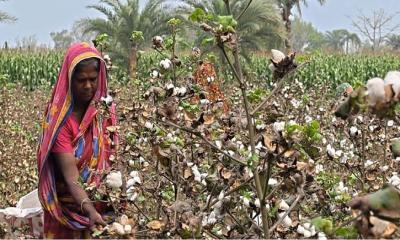 চুয়াডাঙ্গায় ৪৬০০ হেক্টরে তুলার বাম্পার ফলন