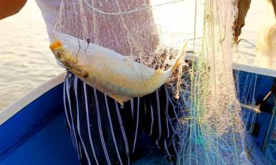 মা ইলিশ রক্ষায় ১১ দিনে ১৪ জনের কারাদণ্ড