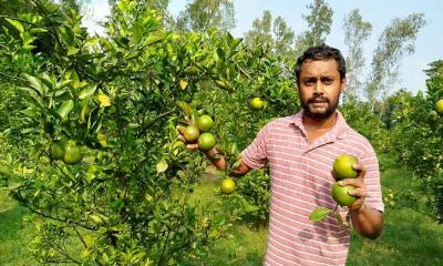 তরুণ উদ্যোক্তার দুই বিঘা জমিতে মাল্টা চাষে লাখ টাকার সাফল্য
