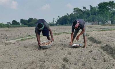আগাম আলু চাষে ব্যস্ত হিলির কৃষকরা