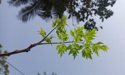 বসন্তের আগমনে গাছে গাছে শোভা পাচ্ছে  কচি পাতা