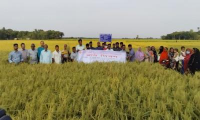 ঈশ্বরদীতে বিনাধান-২৫ চাষে সফল কৃষক, সরু চালে বাজিমাতের আশা