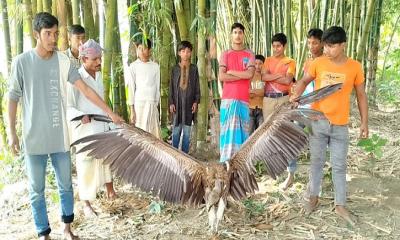 ফুলবাড়ীতে বিরল প্রজাতির শকুন উদ্ধার, দেখতে উৎসুক জনতার ভিড় 