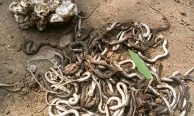 রান্নাঘরের চুলার নিচে ৮০টি বিষধর সাপ, চারঘাটে আতঙ্ক