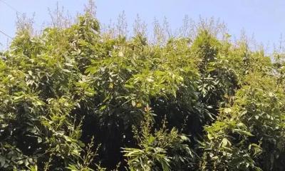 লিচুর বাম্পার ফলনের আশায় ঈশ্বরদীতে চাষীদের মুখে তৃপ্তির হাসি