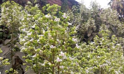 প্রকৃতিতে ফুটে উঠেছে ভাটি ফুল