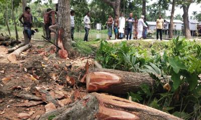বিদ্যালয়ের মাঠ দখল করে ৫ লাখ টাকার গাছ কাটার অভিযোগ