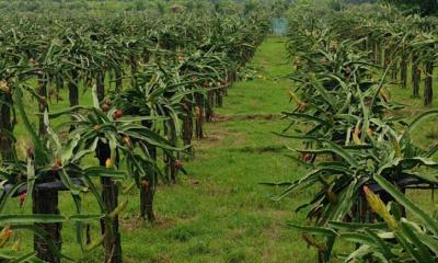 শখের ড্রাগন বাগান করে এখন স্বাবলম্বী জহুরুল ইসলাম