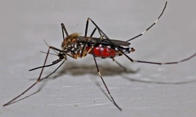 ডেঙ্গু নিয়ে ভয় ধরানো প্রতিবেদন ইকোনমিস্টে