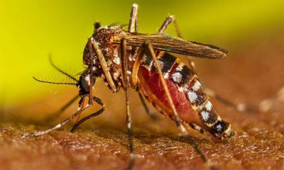 রাজশাহীতে এডিসের বিস্তার উদ্বেগজনক
