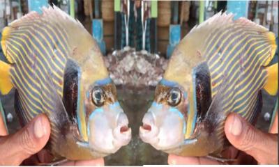 কুয়াকাটায় জেলের জালে বিরল ‘অ্যাঞ্জেলফিশ’