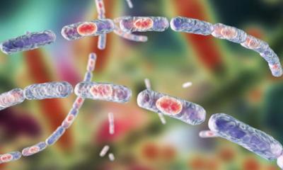 এবার গাইবান্ধায় ১১ জনের শরীরে অ্যানথ্রাক্স শনাক্ত