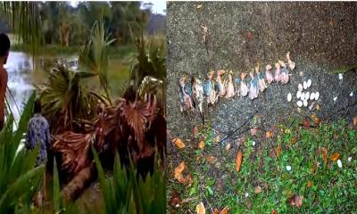 কেটে ফেলা হলো তালগাছ, শতাধিক বাবুই পাখির মৃত্যু