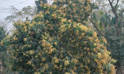 আমতলীতে গাছে গাছে আমের মুকুল, ছড়াচ্ছে ঘ্রাণ