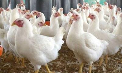হিলিতে আবারও বেড়েছে বয়লার মুরগির দাম