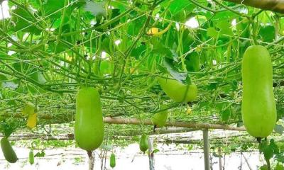 বর্ষাকালে মাচা পদ্ধতিতে সবজি চাষে লাভবান চুয়াডাঙ্গার চাষীরা