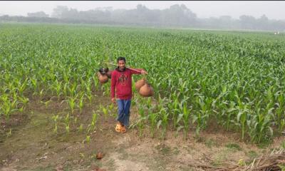 চুয়াডাঙ্গায় সর্বনিম্ন তাপমাত্রা ১২ দশমিক ৮ ডিগ্রি 