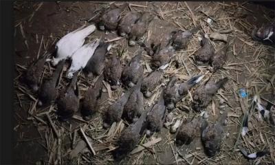 ঘাসের জমিতে বিষ দিয়ে পাখি হত্যা