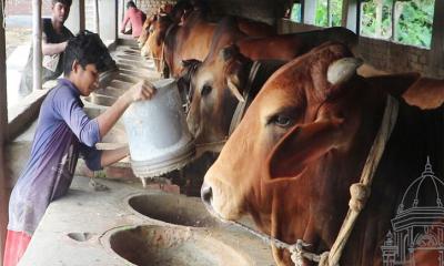 পশু পালন ব্যয় বেড়েছে ২৫-৩৫ শতাংশ