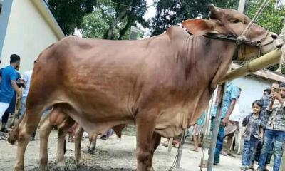 কোরবানির পশুর বাহারী নামে সরব ফেসবুক