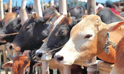 ঈদে কেনাবেচা হয়েছে ৬০ হাজার কোটি টাকার পশু