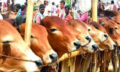 আফতাবনগরে পশুরহাট বসানোয় নিষেধাজ্ঞা