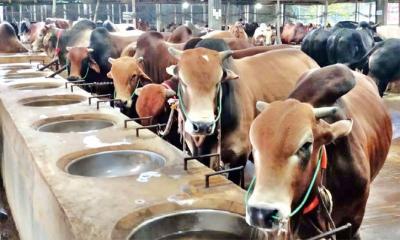 করপোরেট কবজায় কোরবানির গরু