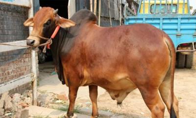 কীভাবে চিনবেন সুস্থ গরু, জেনে নিন
