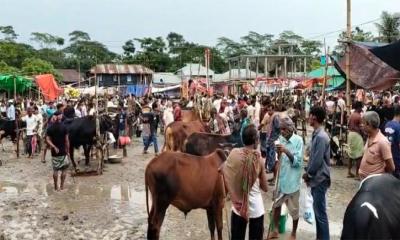 বৃষ্টির মধ্যেও জমজমাট দীঘিরজান পশুর হাট