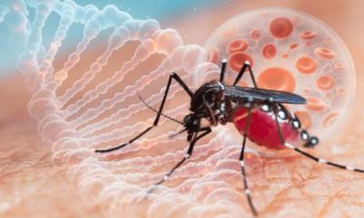 ডেঙ্গুতে আরও দুইজনের মৃত্যু, হাসপাতালে ভর্তি ৫৬৫