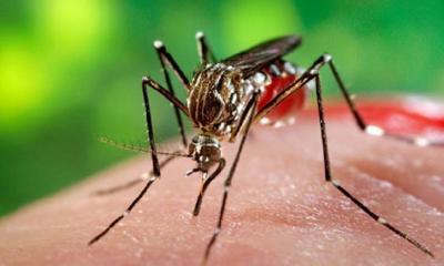 ডেঙ্গু রোগের লক্ষণ কি ও প্রতিকার