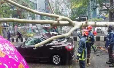 উত্তরায় প্রাইভেটকারের ওপর ভেঙে পড়ল গাছ