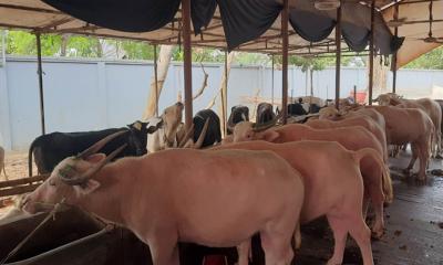 গোলাপি আর সাদা রঙের মহিষে নজর আটকে যায়