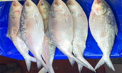 মা ইলিশ সংরক্ষণে ১১১ এমপিকে নির্দেশনা