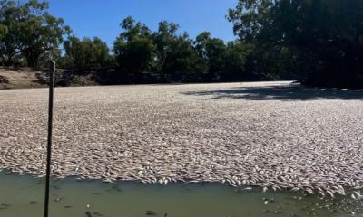দুর্গন্ধে টিকতে পারছে না বাসিন্দারা